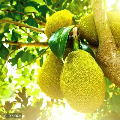 Ukanda Jack Fruit Plant HGD-thumb0