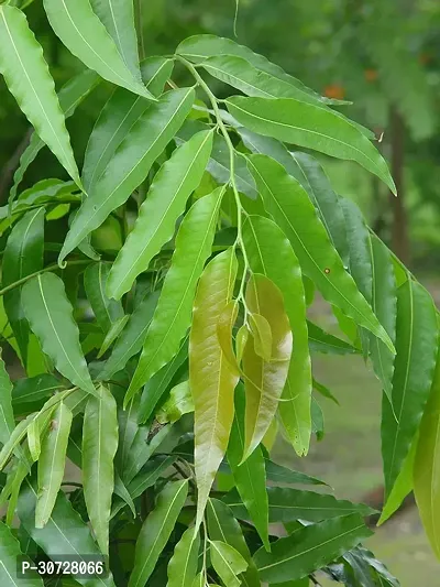 Ukanda Ashok Plant ashok tree24-thumb0