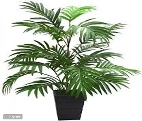 Ukanda Areca Palm Areca Palm Air Natural Plant_103-thumb0