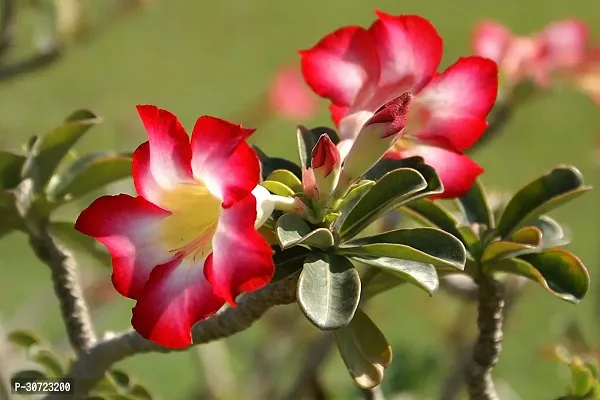 Ukanda Adenium Plant Adenium plant 1-thumb3