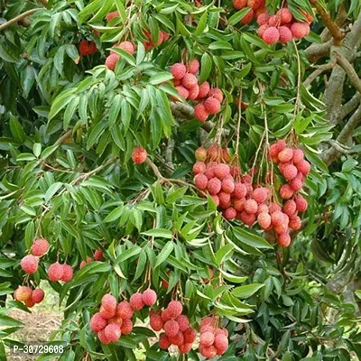 Ukanda Litchi Plant Gardens Lychee Lychy Litchi Leechee Fruit Tree Plants-thumb0