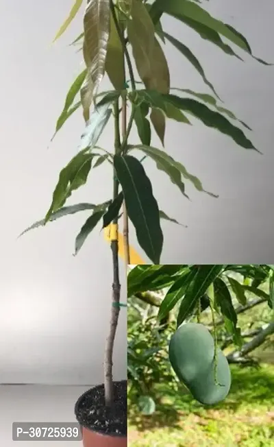 Ukanda Mango Plant TTTO6- Mango plant-thumb0