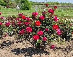 Ukanda Rose Plant ROSE PLANT Z4-thumb1