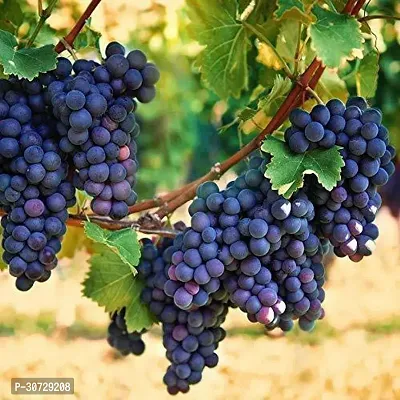 Ukanda Grape Plant Grape Plant Moon Drops Black Seedless Grape plant 1 Healthy Vine Cutting Plant on Poly Bag.-thumb2