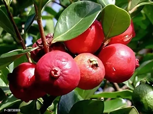 Ukanda Guava Plant Guava Plant ( Chile Guava Amrud Plant )-thumb0