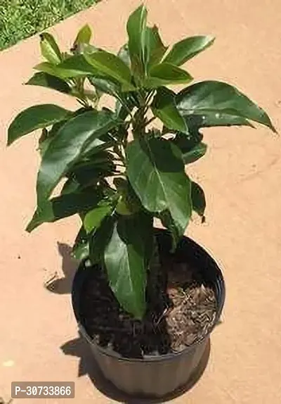 Ukanda Cinnamon Plant Live-thumb0