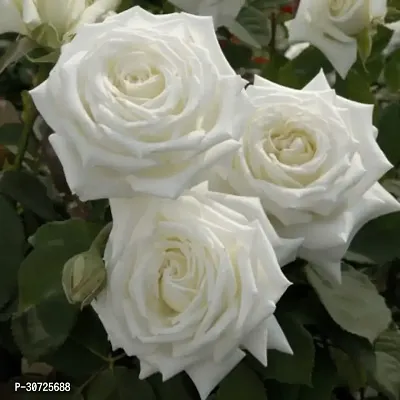 Ukanda Rose Plant PB honey t Rose Plant (White Rose)-thumb0