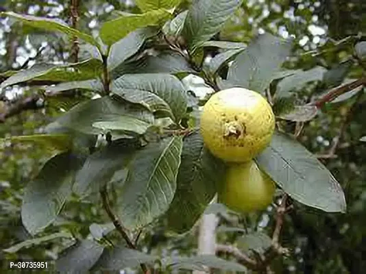 Ukanda Guava Plant GUAVA PLANT-thumb2