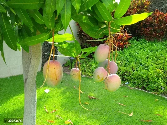 Ukanda Mango Plant Thai mango plant32-thumb0