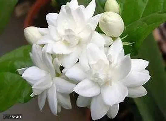 Ukanda Jasmine Plant belljasmine plant-thumb0