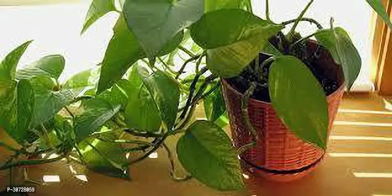 Ukanda Money Plant MONEY PLANT BVJ-thumb0