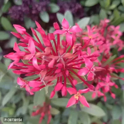 Ukanda Trothic IxoraChethi Plant Trothic Ixora Chethi Red Plant Live Flower Disha-99945-thumb0