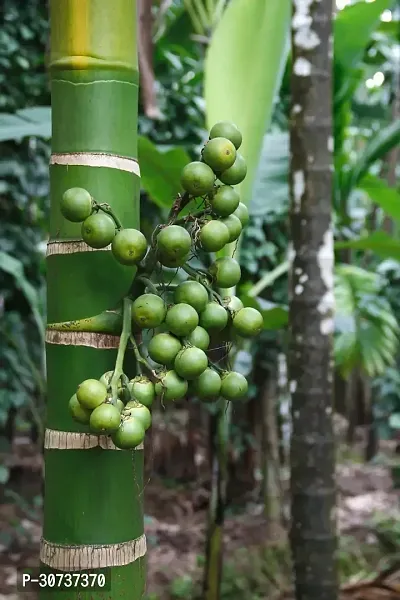 Ukanda Betel NutSupari Plant Indian Betel Nuts-thumb2