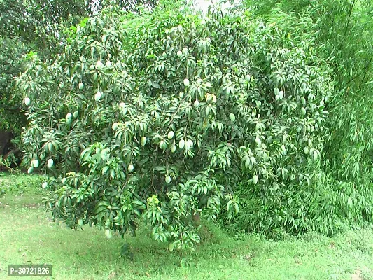 Ukanda Mango Plant Mango Fruit Live Plant Mulgoba-thumb3