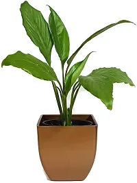 Ukanda Peace Lily Plant LIVE PLANT Air Purifying Beautiful Indoor Peace Lily Plant Spathiphyllum Plant-thumb1