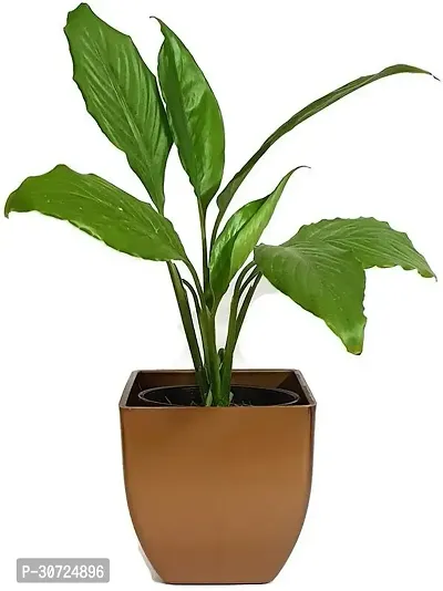 Ukanda Peace Lily Plant LIVE PLANT Air Purifying Beautiful Indoor Peace Lily Plant Spathiphyllum Plant-thumb2