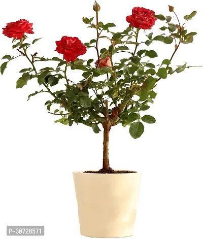 Ukanda Rose Plant Rose Plant(Hybrid, Pack of 1)-thumb0