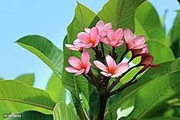 Ukanda Plumeria Plant Natural AUSSIE PINK PLUMERIA rare variety with pot-thumb0