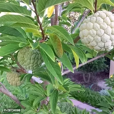 Ukanda Custard Apple Plant Rare Red Sugar-AppleSitafal Fruit Plant (Annona squamosa)Aata Fruit Plant 1 HealthyPlant.-thumb0