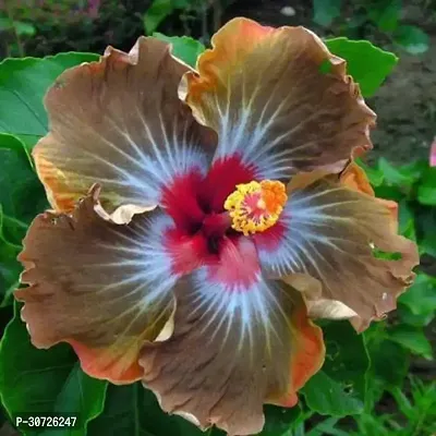 Ukanda Hibiscus Plant eco worlds Hibiscus Plant-thumb0