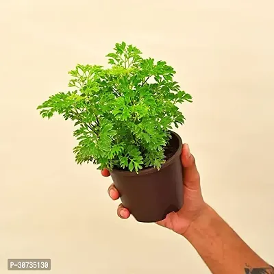 Ukanda Aralia Plant tree10-thumb3