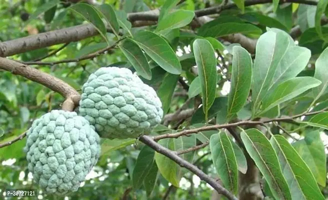 Ukanda Custard Apple Plant Custard Apple Plant-8-thumb0