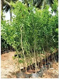 Ukanda Orange Plant Nagpur Mandarin Orange All Time Variety Grafted Fruit Live PlantsTree(1-1.5 Ft Size)-thumb1