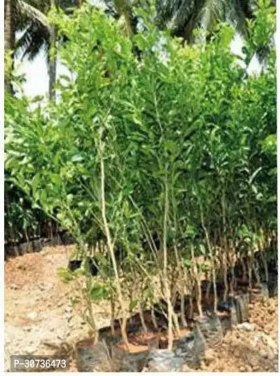 Ukanda Orange Plant Nagpur Mandarin Orange All Time Variety Grafted Fruit Live PlantsTree(1-1.5 Ft Size)-thumb2