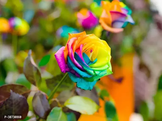 Ukanda Rose Plant RAINBOW ROSE PLANT-thumb0