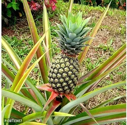 Ukanda Pine Apple Plant Saraswati Gardens Pineapple Brown Live Fruit 1 Healthy Live Plant With Plastic Bag-thumb0