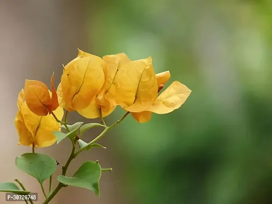 Ukanda Baugainvillea Plant AaravBOUGAIN49-thumb0