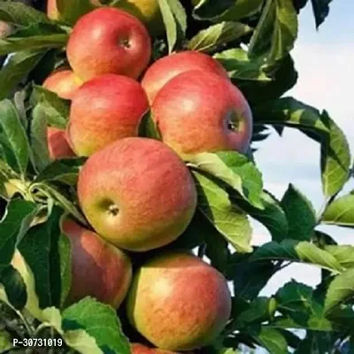 Ukanda Apple Plant HRMN-99 GRAFTED APPLE PLANTLive Apple plant especially for Hot Climate Hot Weather-From Shimla-Himachal Pradesh (HRMN-99 Apple Plant)-thumb0