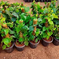 Ukanda Magai Paan Betel Leaf Plant Green Earth Pan Betel Leaf-thumb1