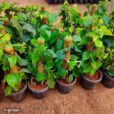 Ukanda Magai Paan Betel Leaf Plant Green Earth Pan Betel Leaf-thumb2