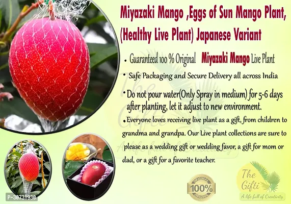 Ukanda Mango Plant Miyazaki Mango or Eggs of Sun Grafted Live Plant 2-3 Feet Japanese Taiyo no Tamago Variant Mango Plant-thumb2