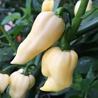 Ukanda Black Pepper Plant White Chilli_Plants-thumb1