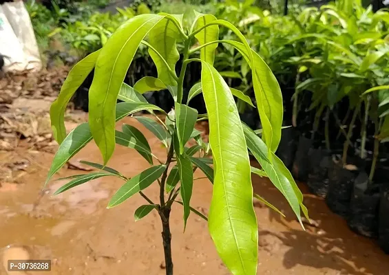 Ukanda Mango Plant Sweet Mango Plant BG-16-thumb0