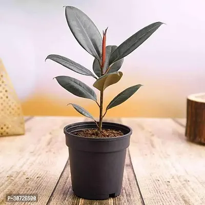 Ukanda Rubber Tree Rubber Tree, Rubber Plant, Ficus elastica (Robusta) - Plant-thumb0