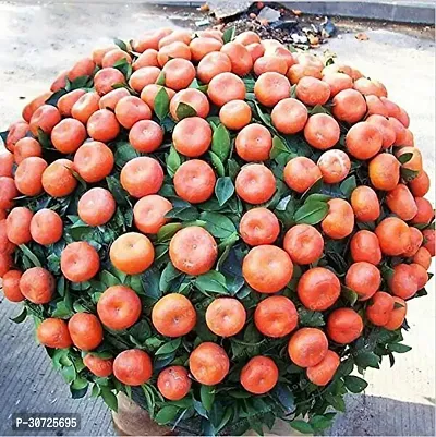 Ukanda Orange Plant Mandarin High Yield Orange Live PlantCF026-thumb0