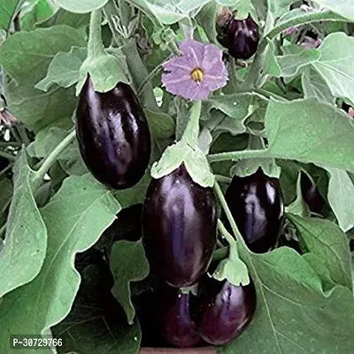 Ukanda Brinjal R-AC-2-thumb0