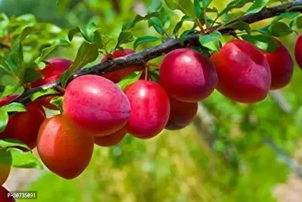 Ukanda Aloo BukharaPlum Plant Aloo Bukhara Plum Fruit Tree Visit the Vamsha Nature Care Store-thumb0