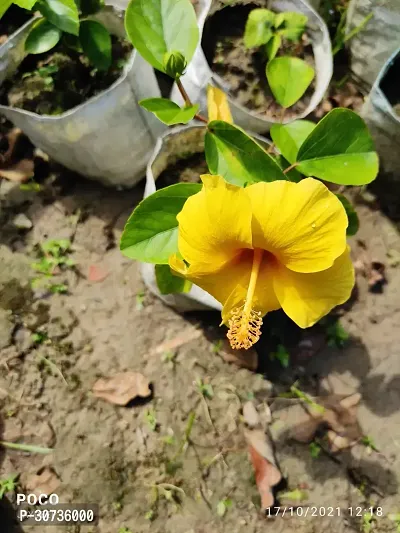 Ukanda Hibiscus Plant YELLOW HIBISCUS FLOWER PLANT 001-thumb0