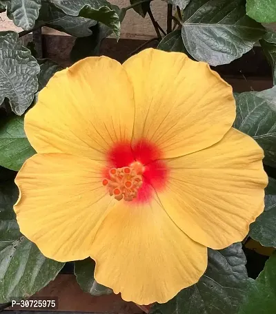 Ukanda Hibiscus Plant Hibiscus Yellow Live Flower Plant CF33002111-thumb0