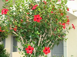 Ukanda Hibiscus Plant Chinese hibiscus Gurhal Juba kusum athonba Dasavala Chemparati cembarutti Jaswand Dosni Phool Midumpangpar Japaa Kusum Rakta Pushpee Japa Pushpee Hibiscus rosa-sinensis living plant.-thumb1