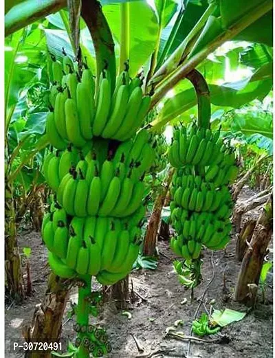 Ukanda Banana Plant greenhousestore-thumb0