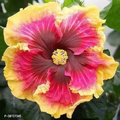 Ukanda Hibiscus Plant Hibiscus Live Plant_3-thumb0