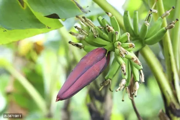 Ukanda Banana Plant Banana plant7-thumb2