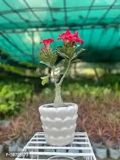 Ukanda Adenium Plant Adenioum plant dfr-thumb0