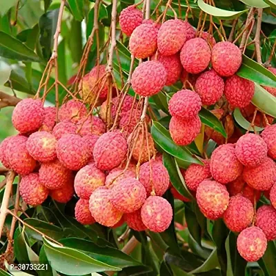 Ukanda Litchi Plant Licthi Maldha Plant For Outdoor Garden-thumb0