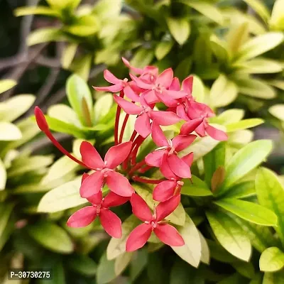 Ukanda Trothic IxoraChethi Plant Trothic Ixora Chethi Red Plant Live Flower Disha-99949-thumb0